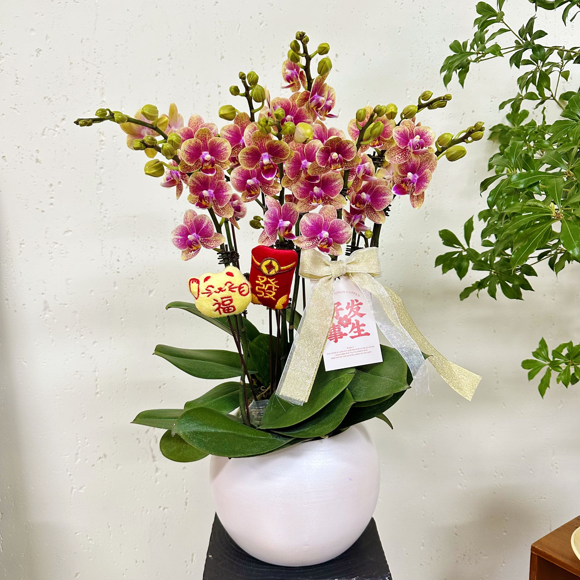 慕兰优选【金蝶】蝴蝶兰花卉 易养花期久