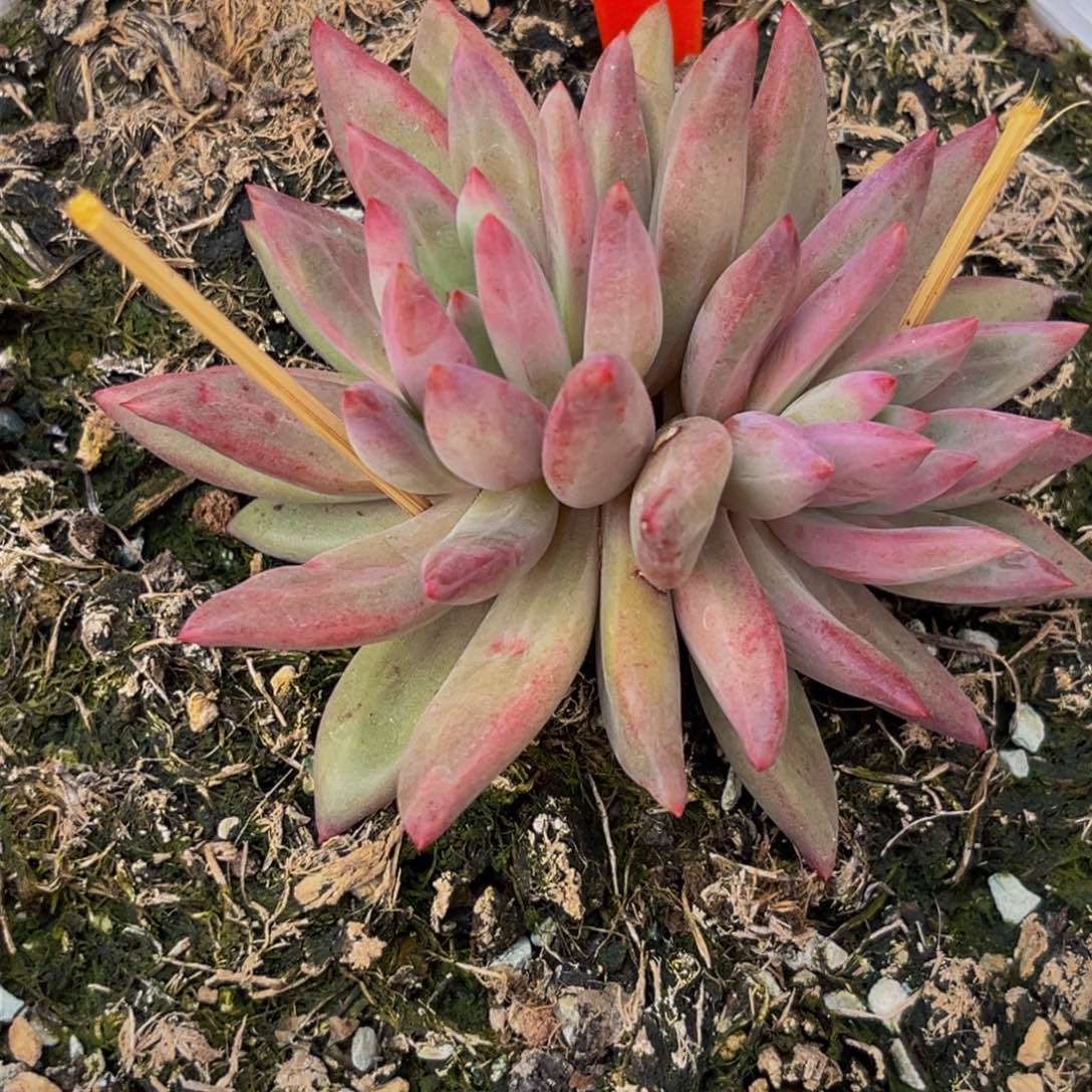 荔***来0027上午多肉植物群生