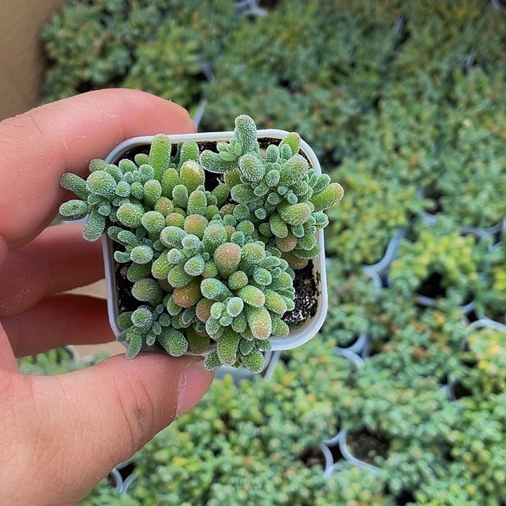 冰晶糖球带盆土发