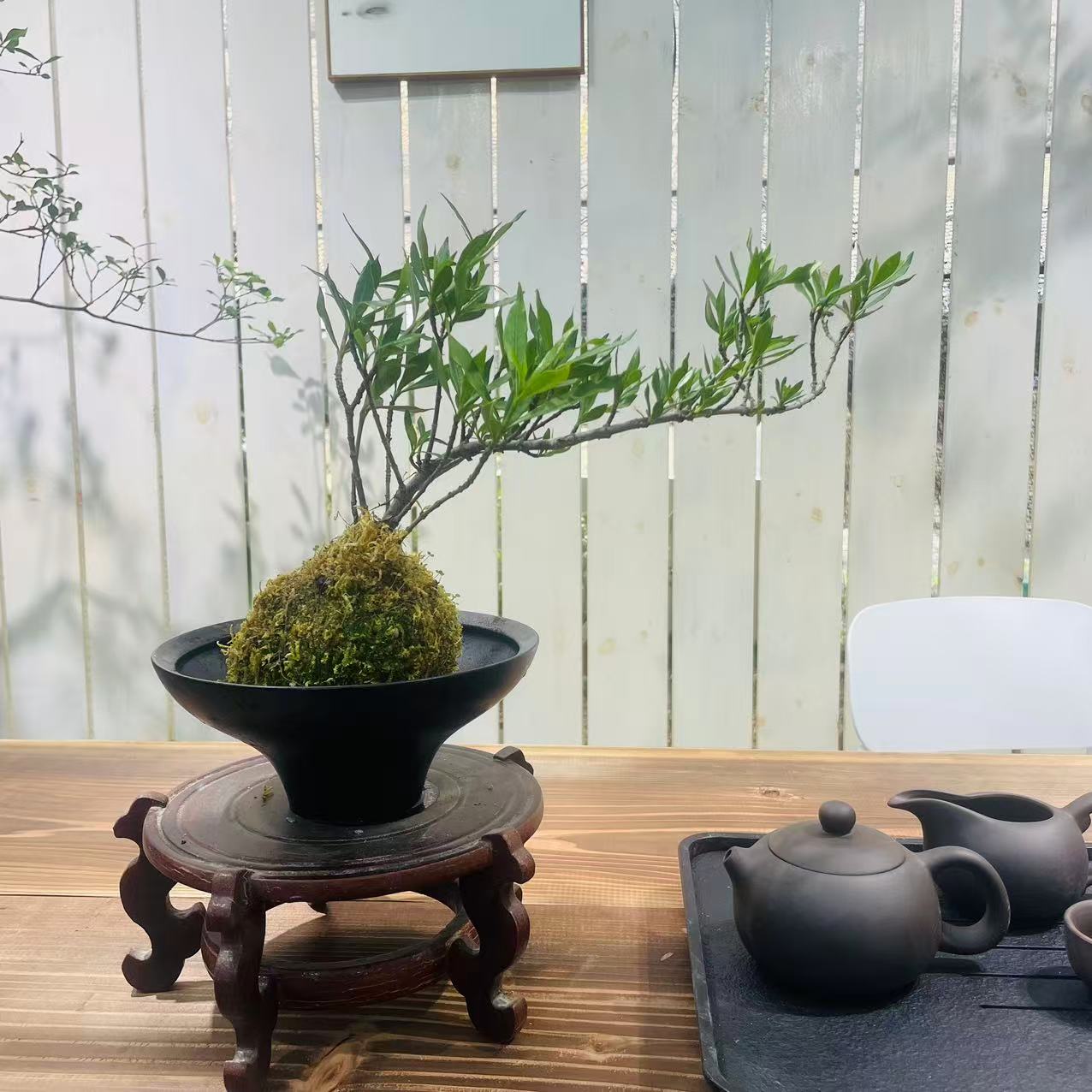 海岛栀子花苔藓球小叶茶桌盆栽