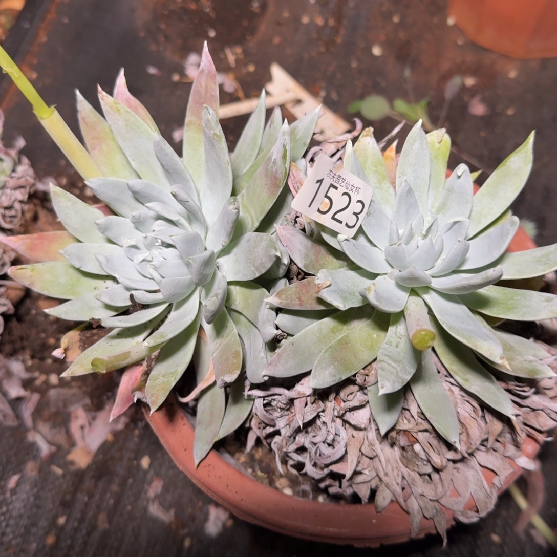 3代杂交仙女杯多肉福利处理