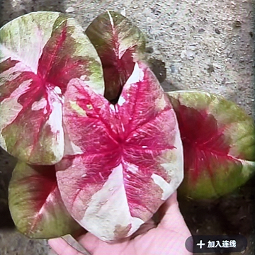 1012-0305哈拉吧啦实生彩叶芋泰国发货