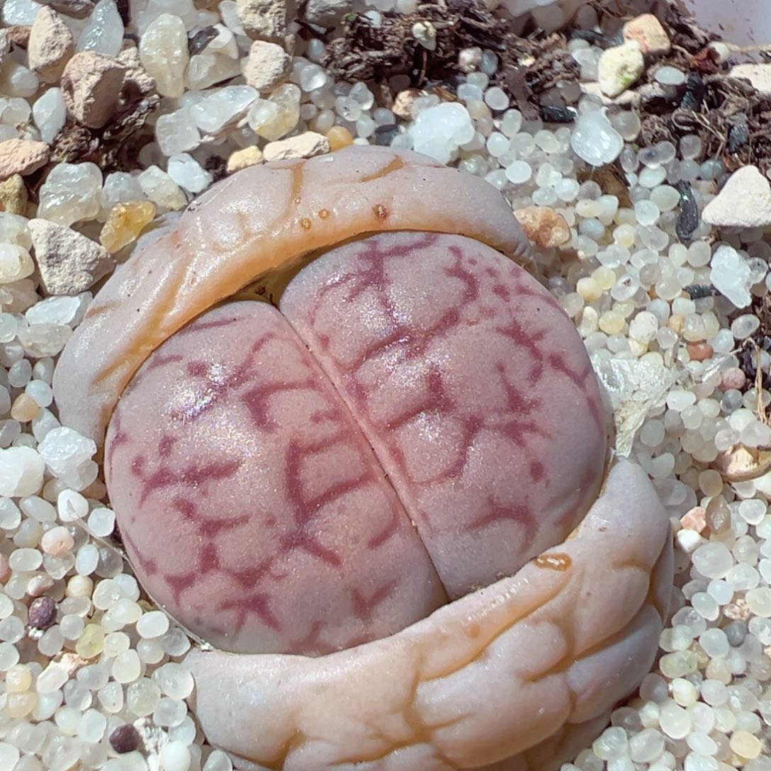 217-266多肉女娲石