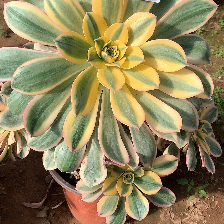 多肉法师多肉法师268