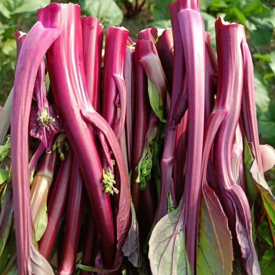 四川露天红菜苔新鲜菜心农家自种紫菜苔蔬菜现摘现发坏包赔