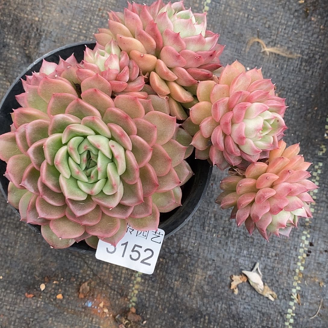 夏****3152掉头不售后～12厘米