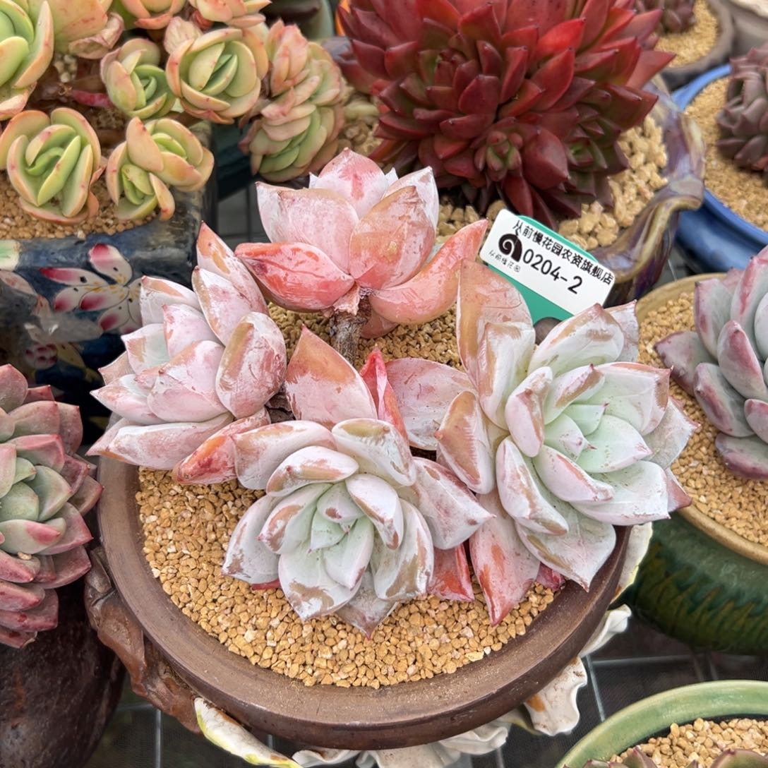 多肉一物一拍0204-2