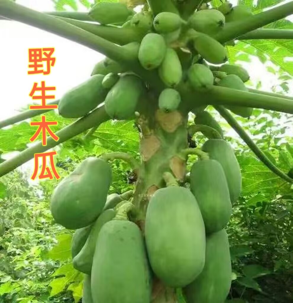 野生青木瓜凤山长寿之源世界地质公园5斤