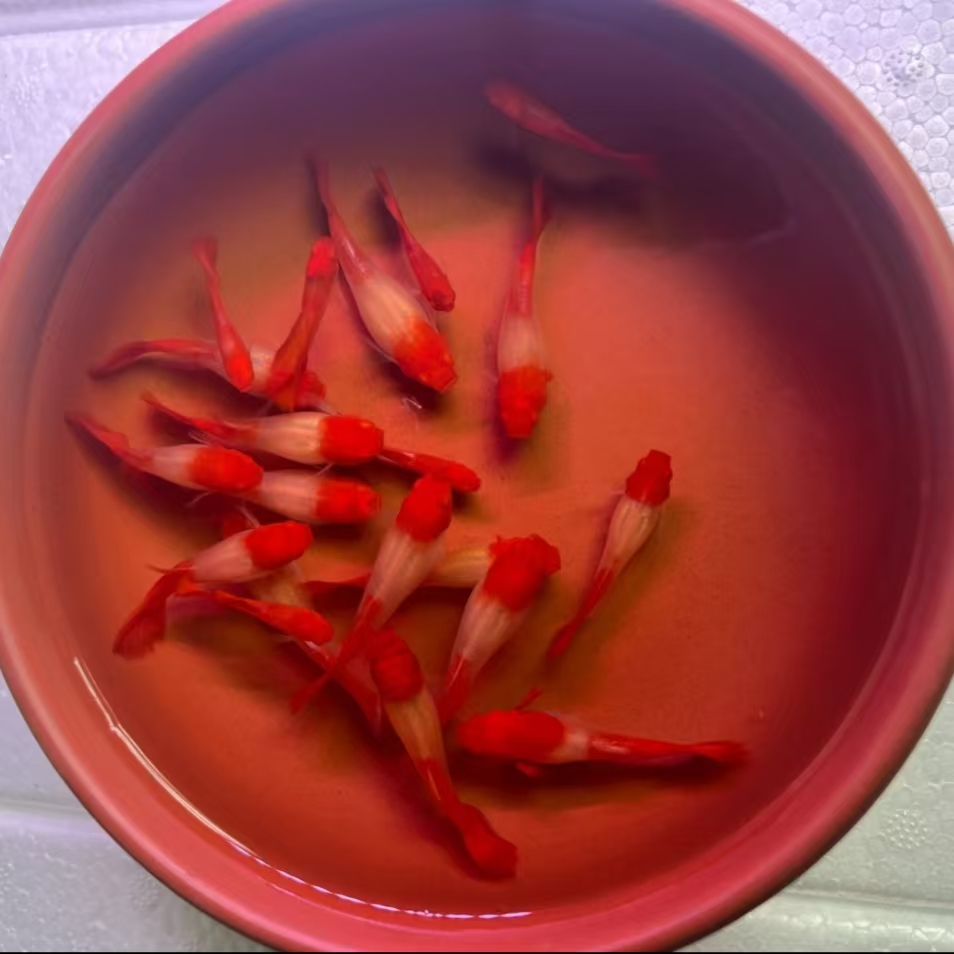 精品小鸿运当头孔雀鱼过头包腮孕母带肚小型热带观赏鱼