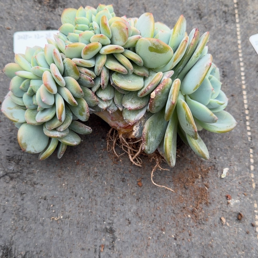 凤橙胸花树缀（星影基因）28