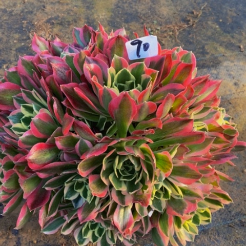 白凤多肉丛林多肉90多肉