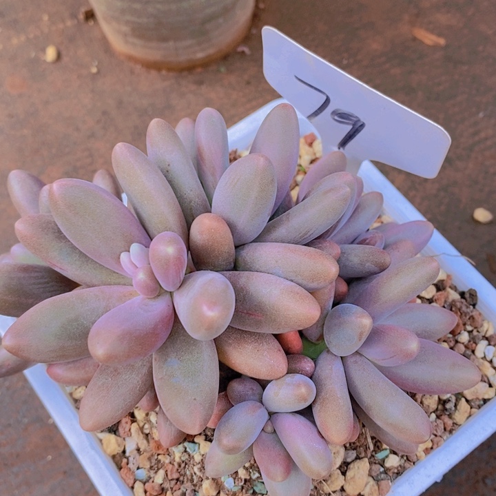 是吗不说实话就没钱