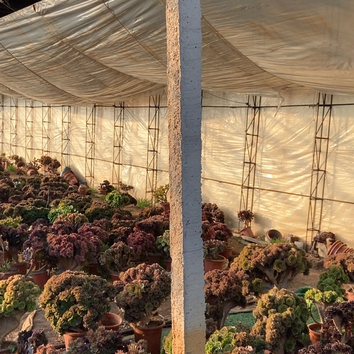 小*668迈巴赫缀化老桩