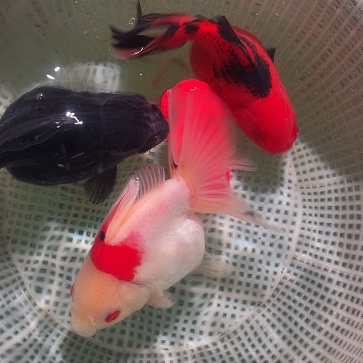 金鱼60号尺寸9-13区间