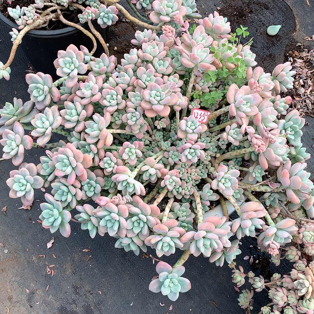 洛神1235晓晓一物一拍