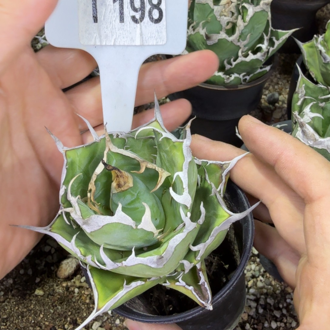 清***然福利黑帝释一颗脱土发