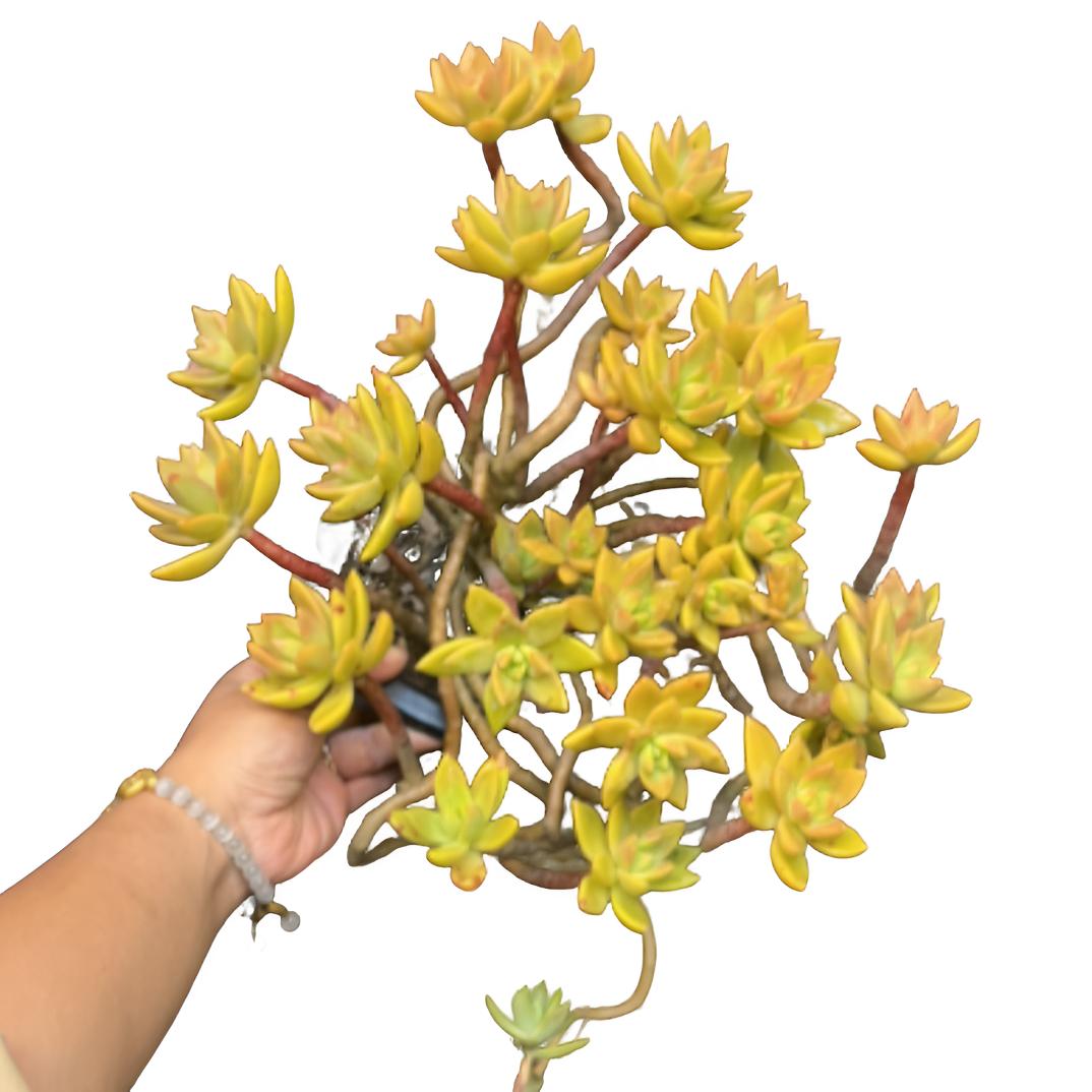 布丁（土球发货25cm）奶油果冻色露养新手懒人好栽活多肉