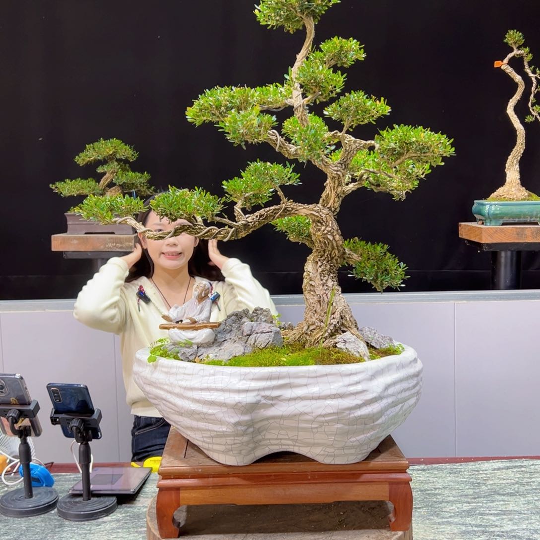 四季常青老桩黄杨盆景