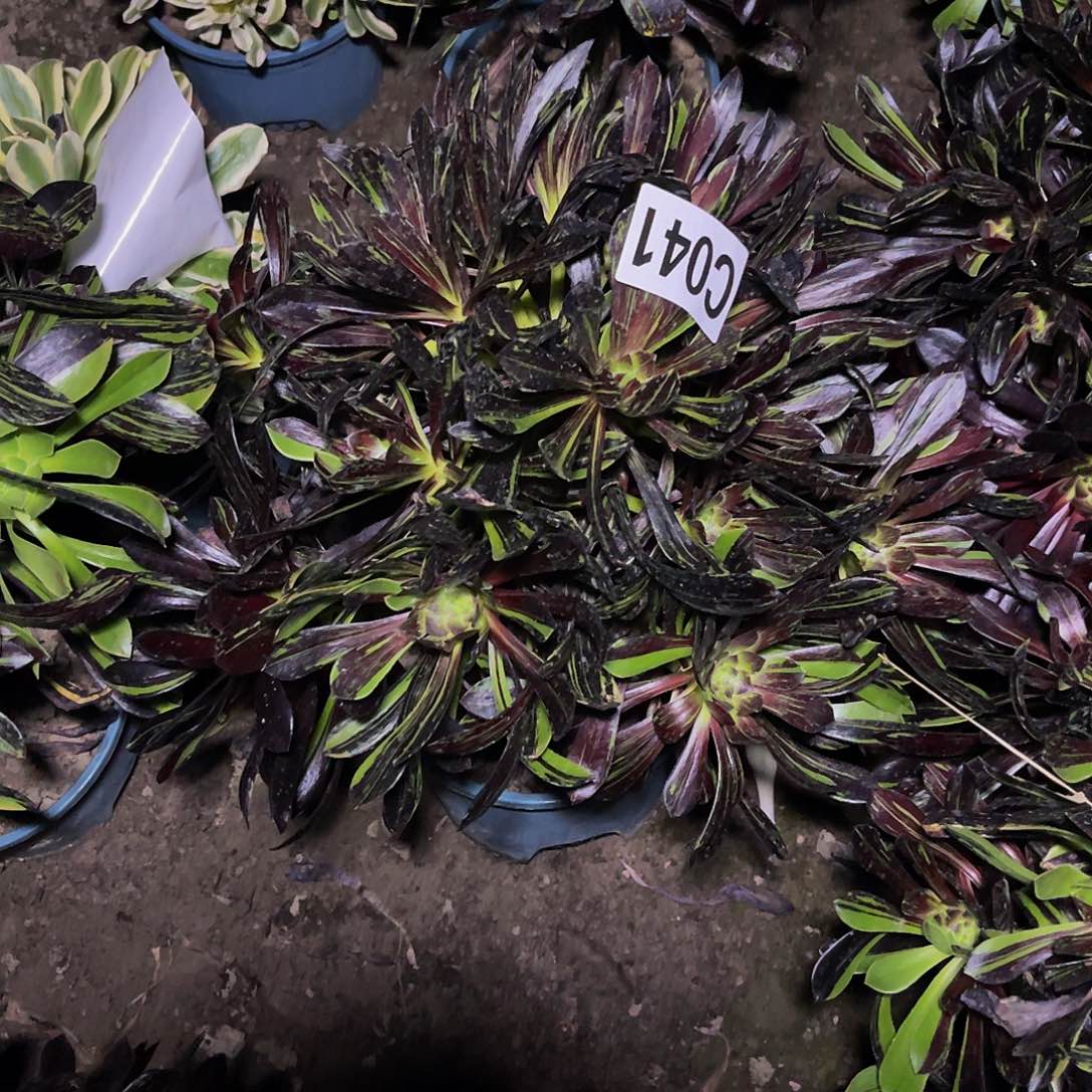 水墨丹青26–37包邮