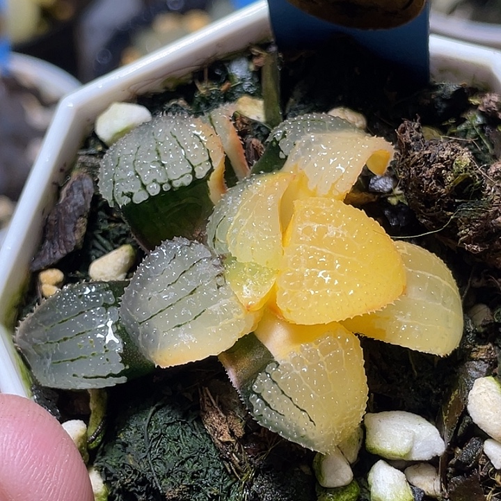 580天空之镜锦特选度老师