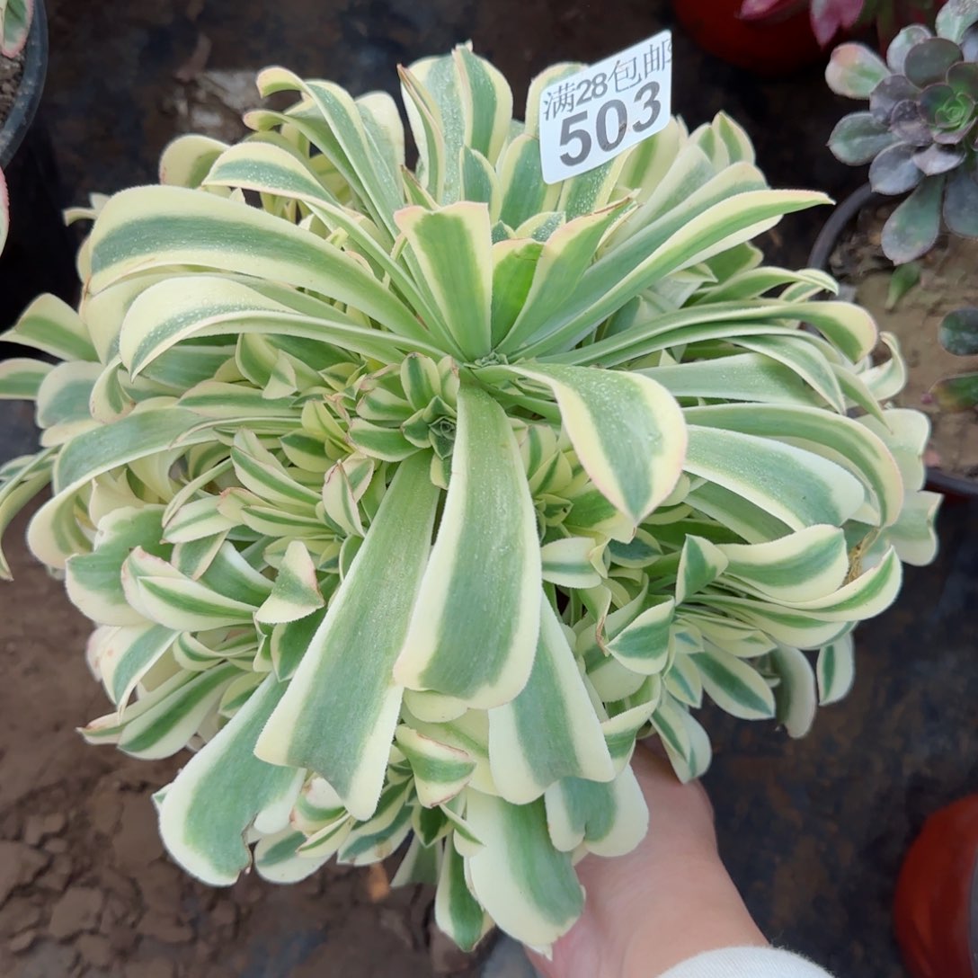 绿豆沙多肉503满28包邮断枝不包