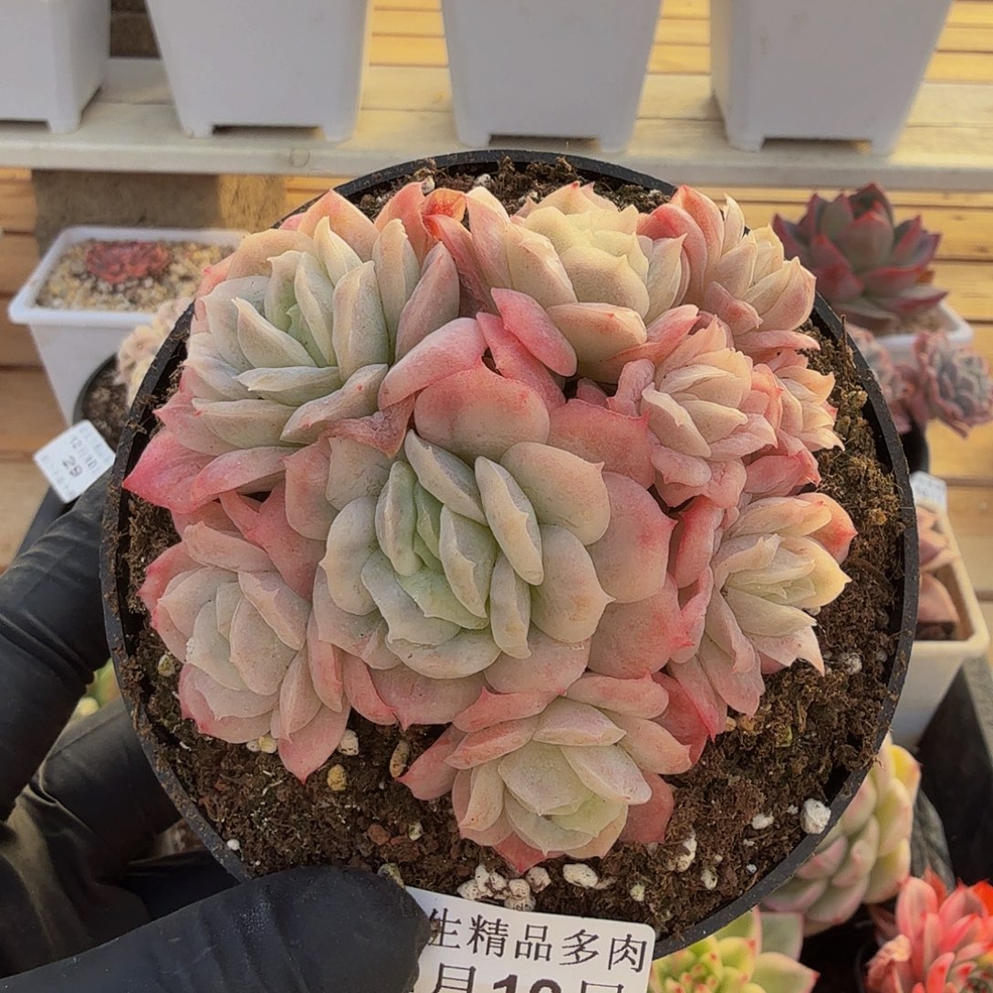 1210-33泡泡纱裙群