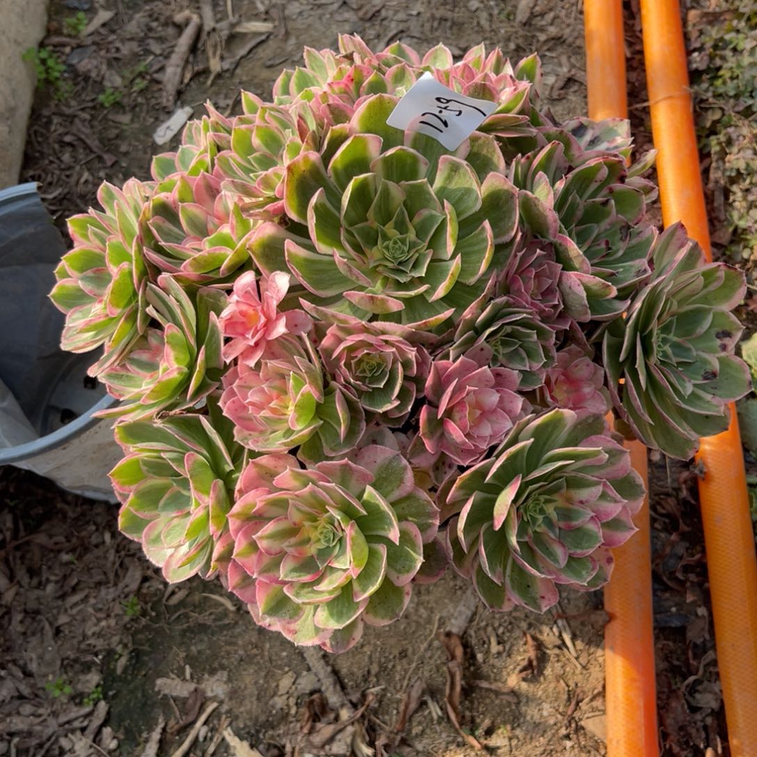 11-12-59孔雀翎法师锦