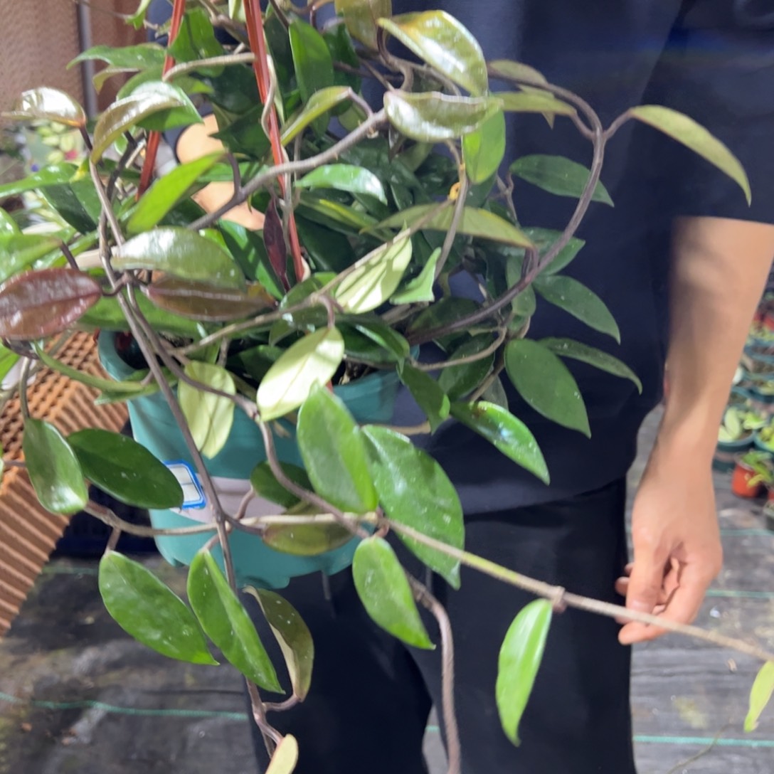 凢***：无花朵醒目球兰大苗