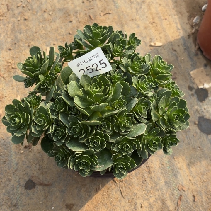 树玫瑰多肉法师2525