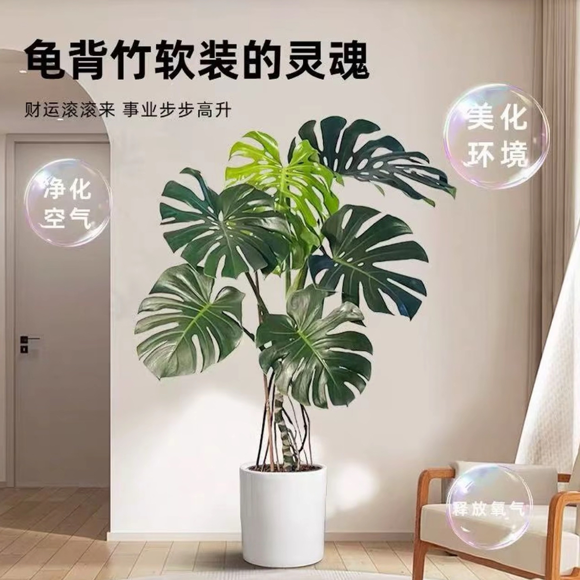 【顺丰包邮】老桩单杆大叶龟背竹网红北欧风室内好养净化空气绿植f1