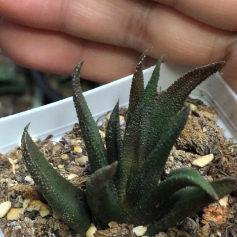 尤叶风车带盆发货