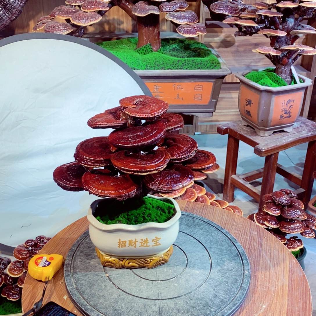 华****心发财树的发财树的