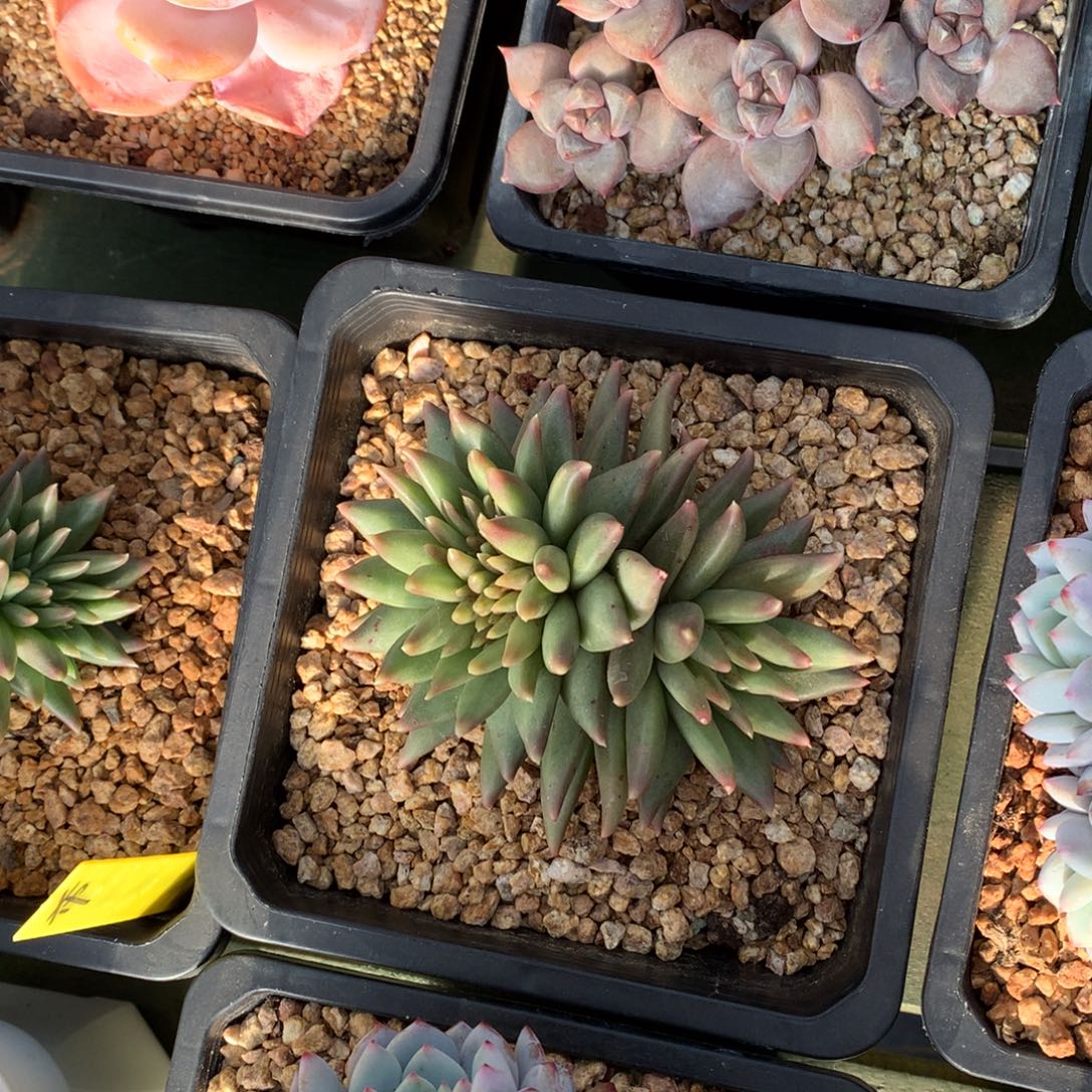 尖叶 布丁  一颗      