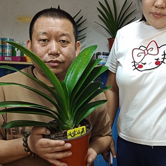 无花朵高山流水     300