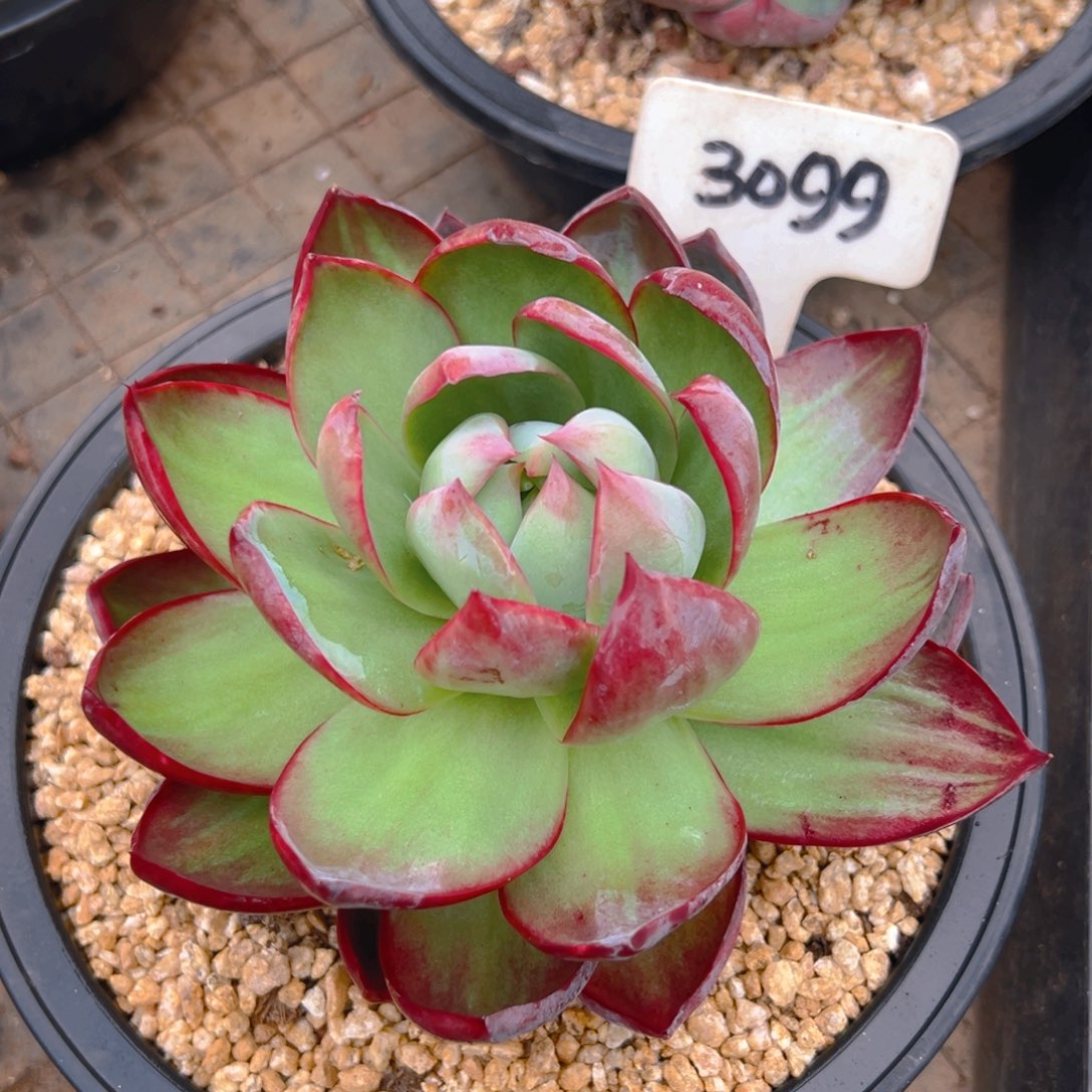 惊鸿仙子一物一拍3099号