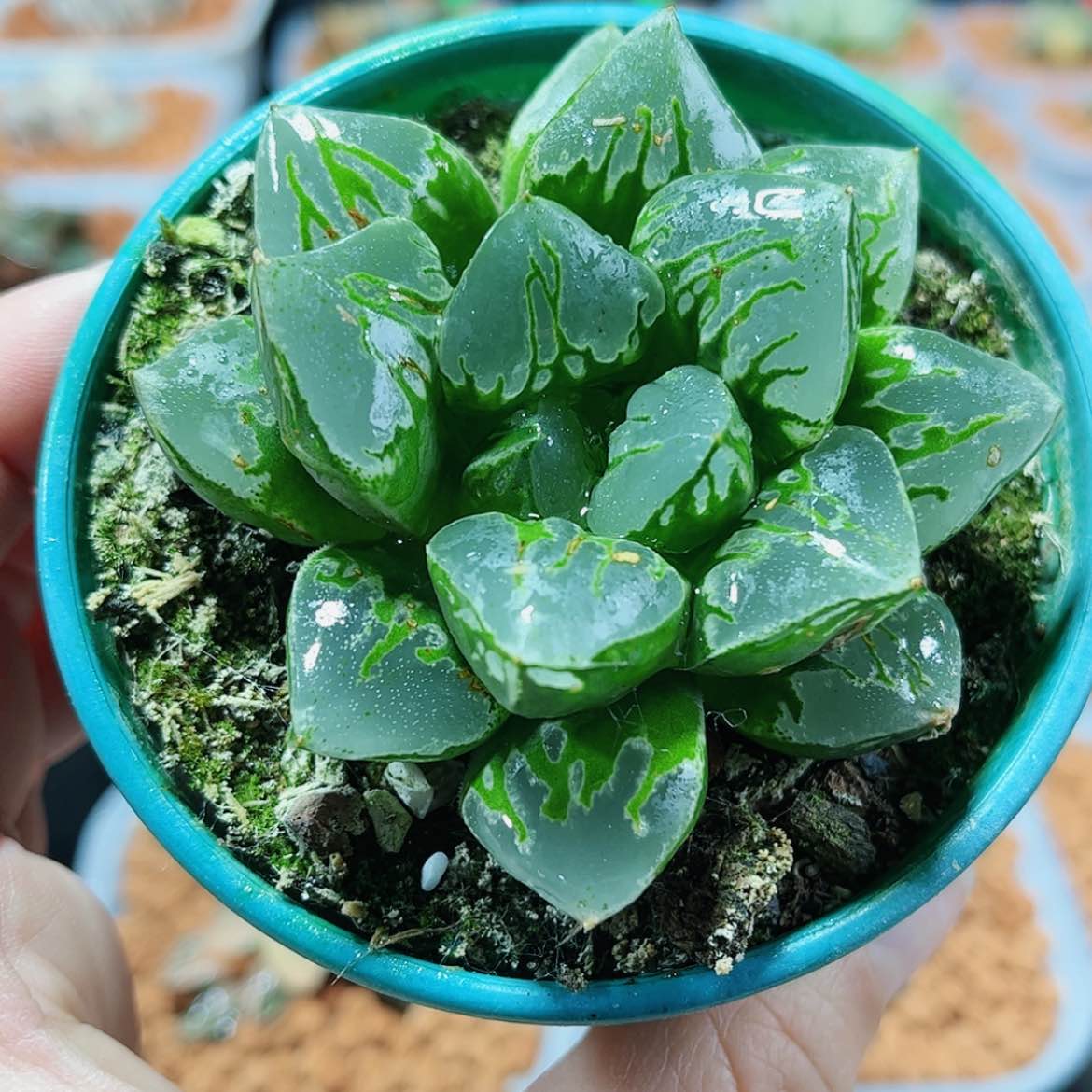 【闪购商品】绿焰寿