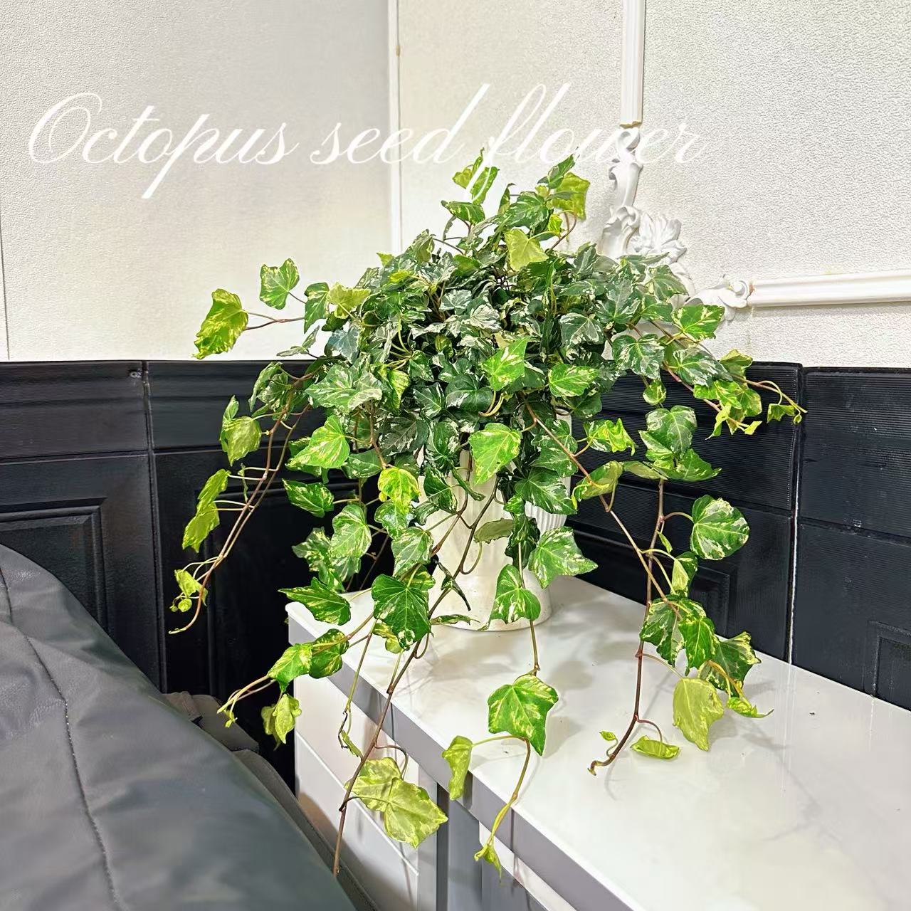 科瑞布常春藤 室内观叶高级净化空气吸收甲醛绿植花卉盆栽 顺丰