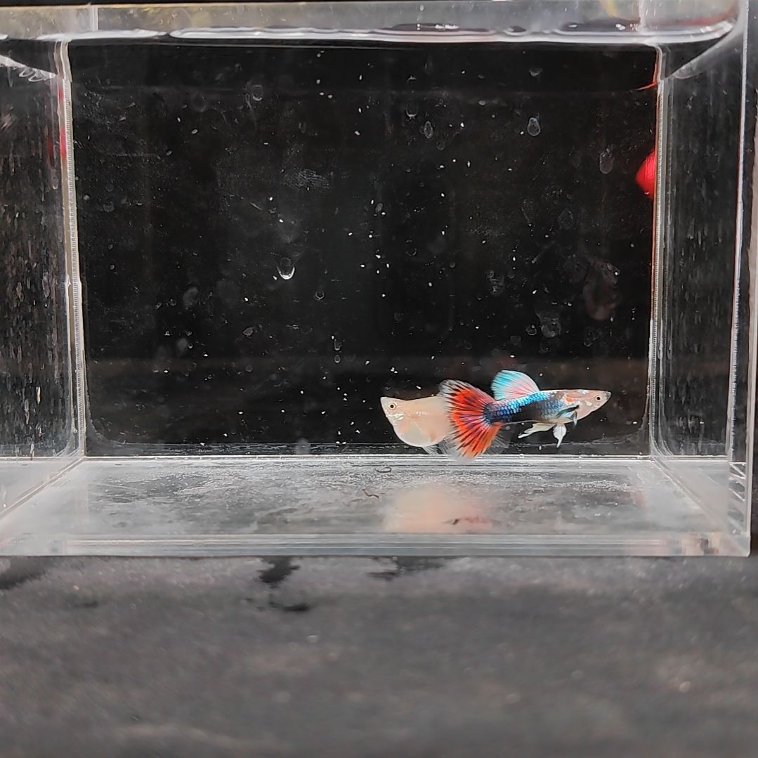 孔雀鱼编号41马赛克球