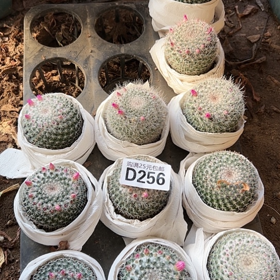 弄*儿多肉植物十一个