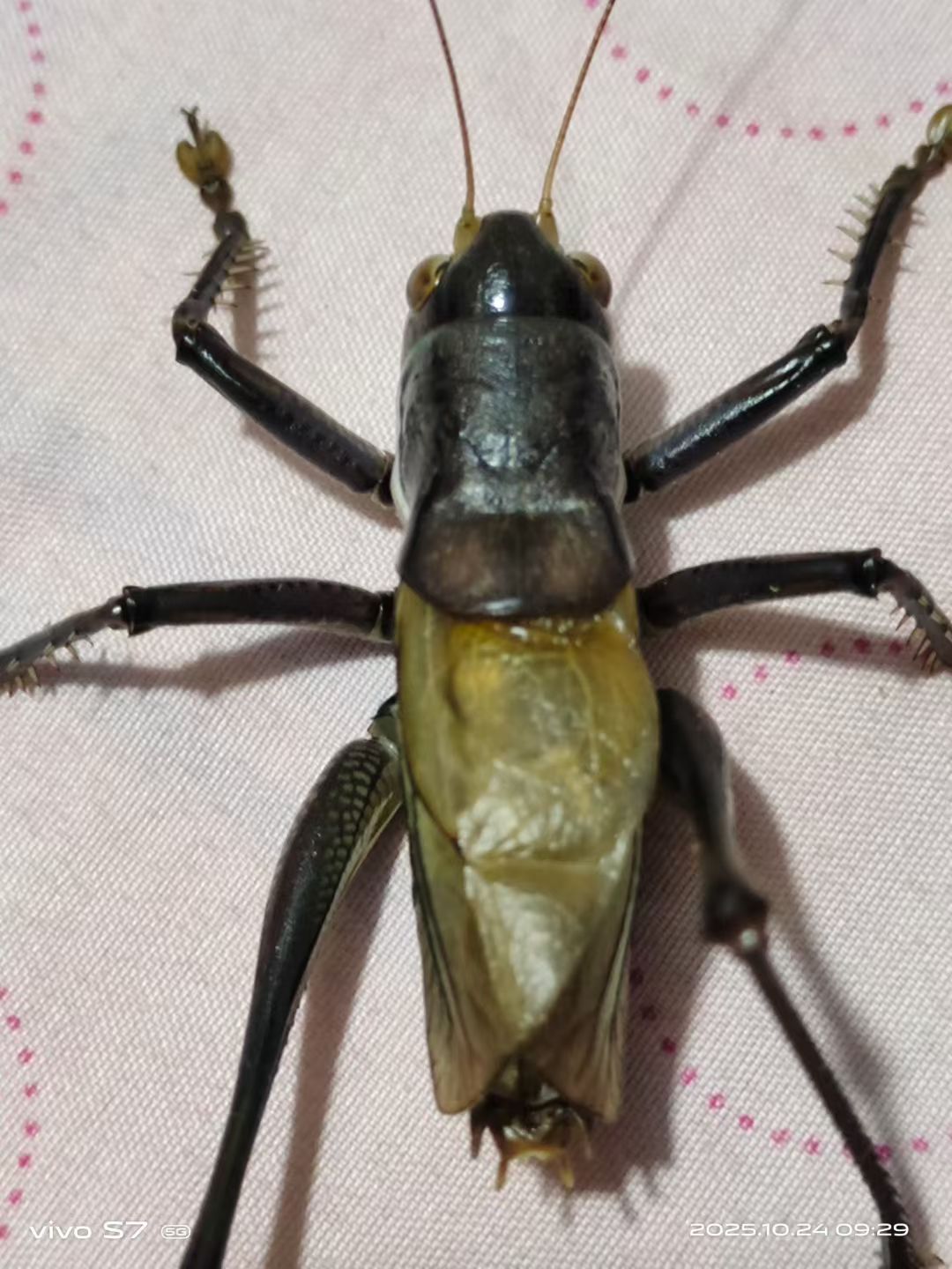蓝脸大宽膀铁皮蝈蝈活体鸣虫