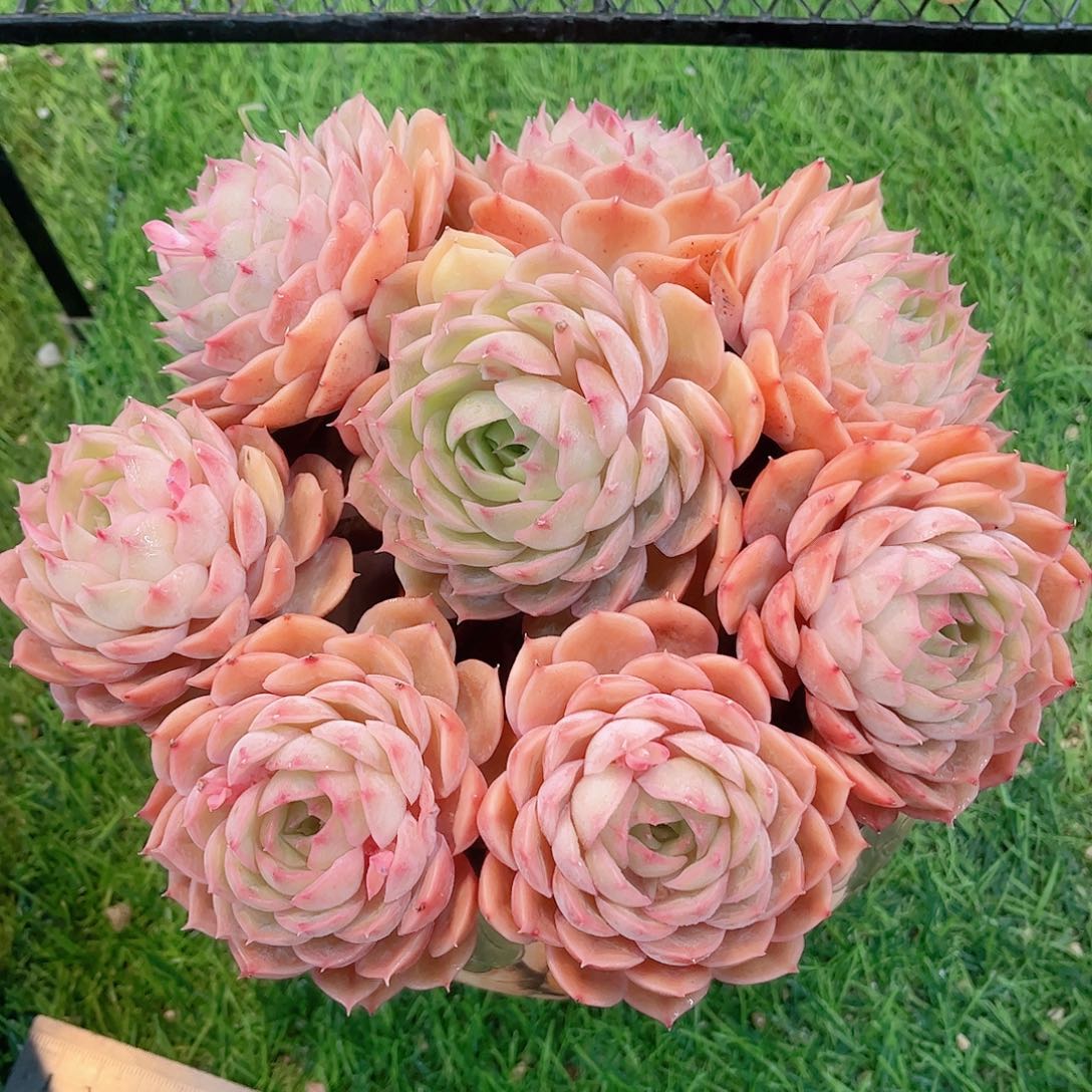 韩版昂斯洛精品多肉