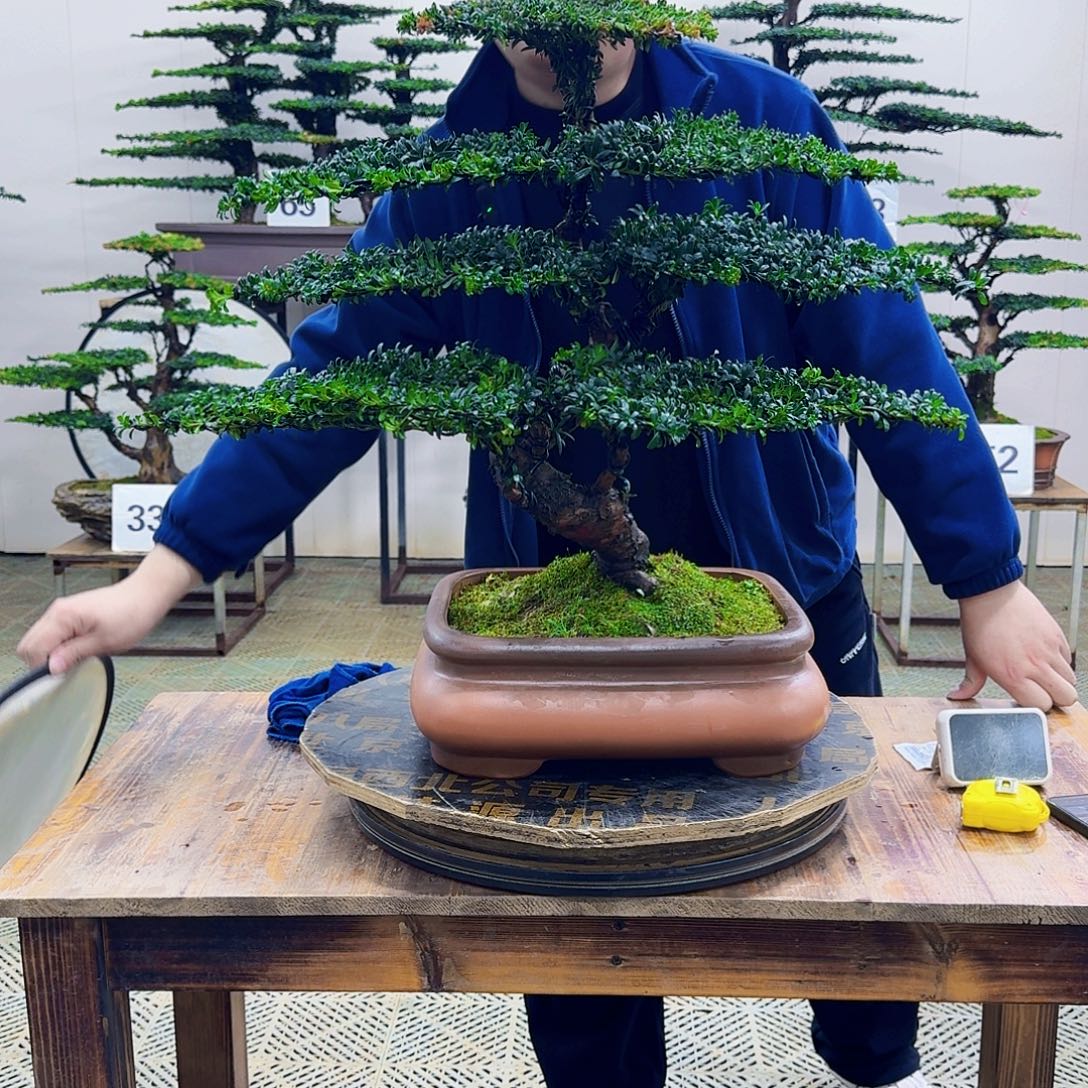 无花朵珍珠红芽罗汉松造型盆景
