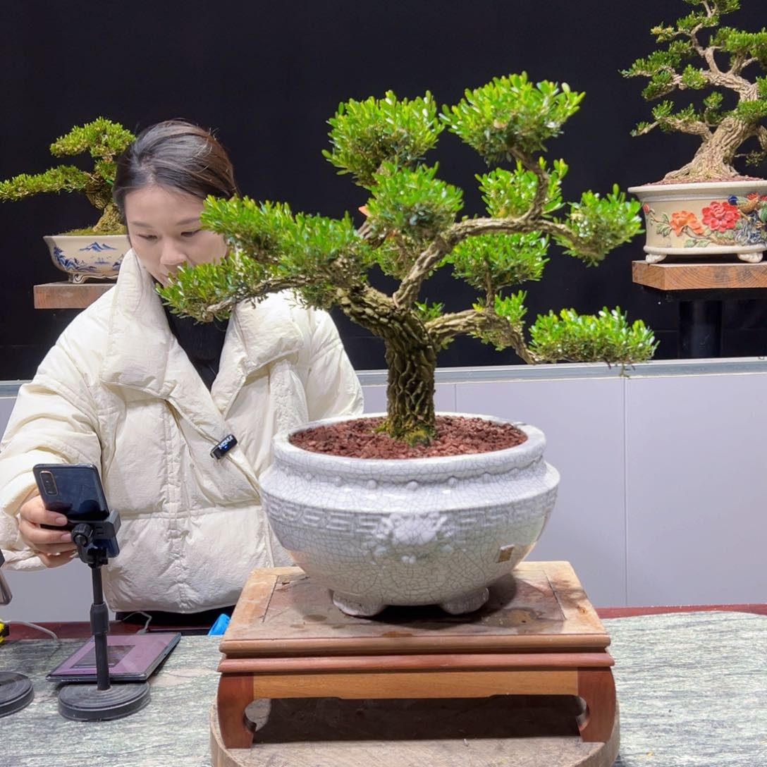 黄杨盆景老桩四季长青