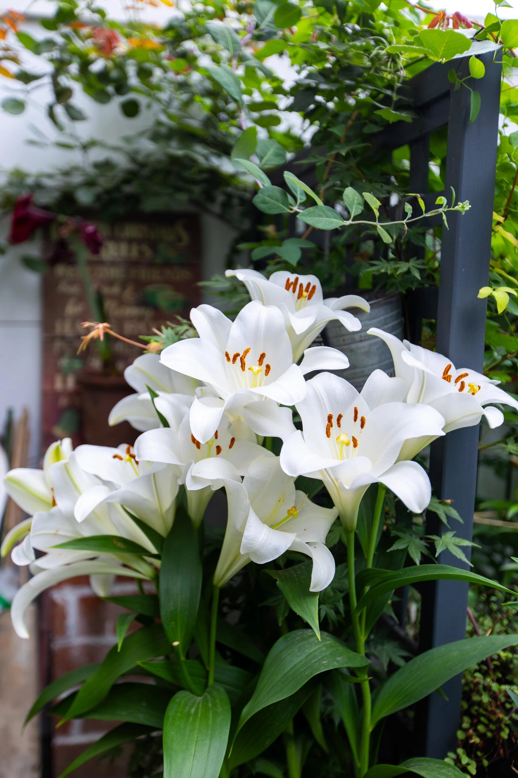 四季可种1颗《白铁炮》16/18庭院百合种球可盆栽地栽