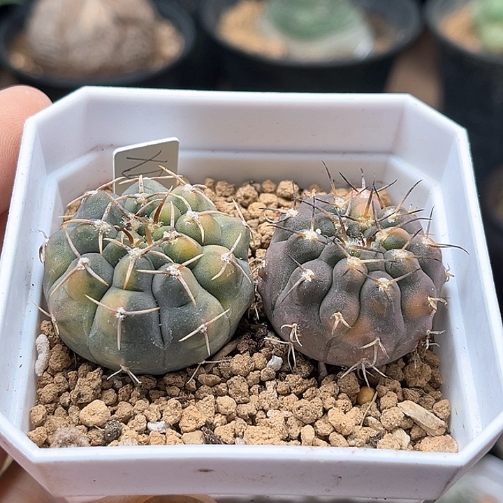 守殿玉锦+怪龙丸锦