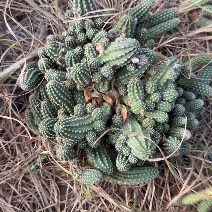 白檀仙人掌群生一群284