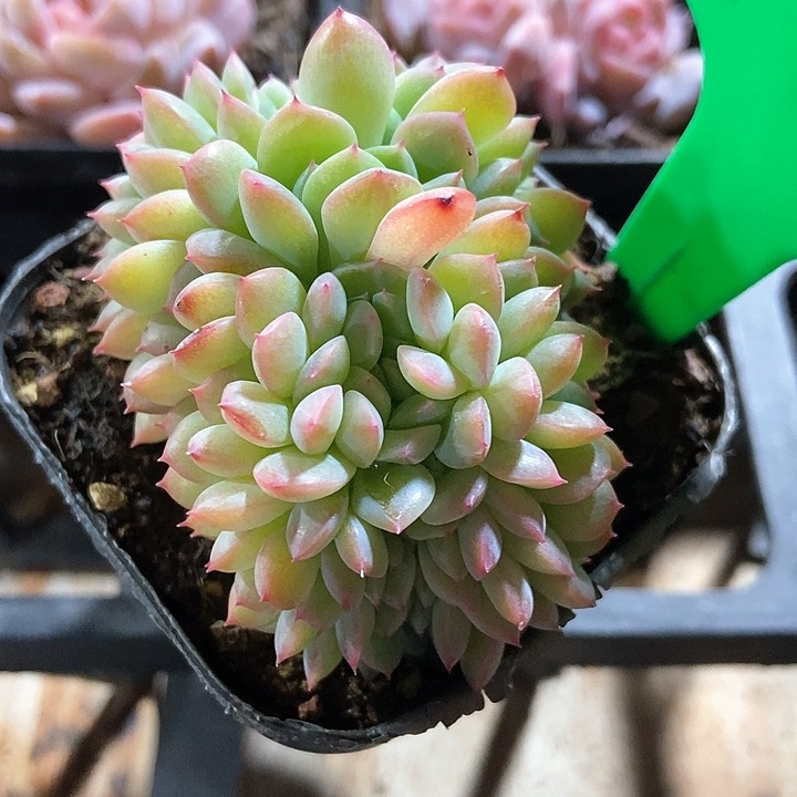 多肉植物冰魄缀776