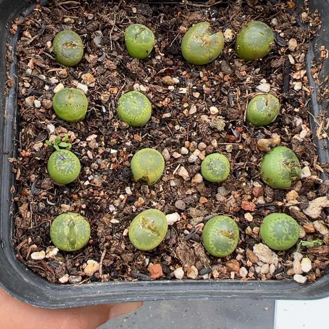 2.9好看的多肉174