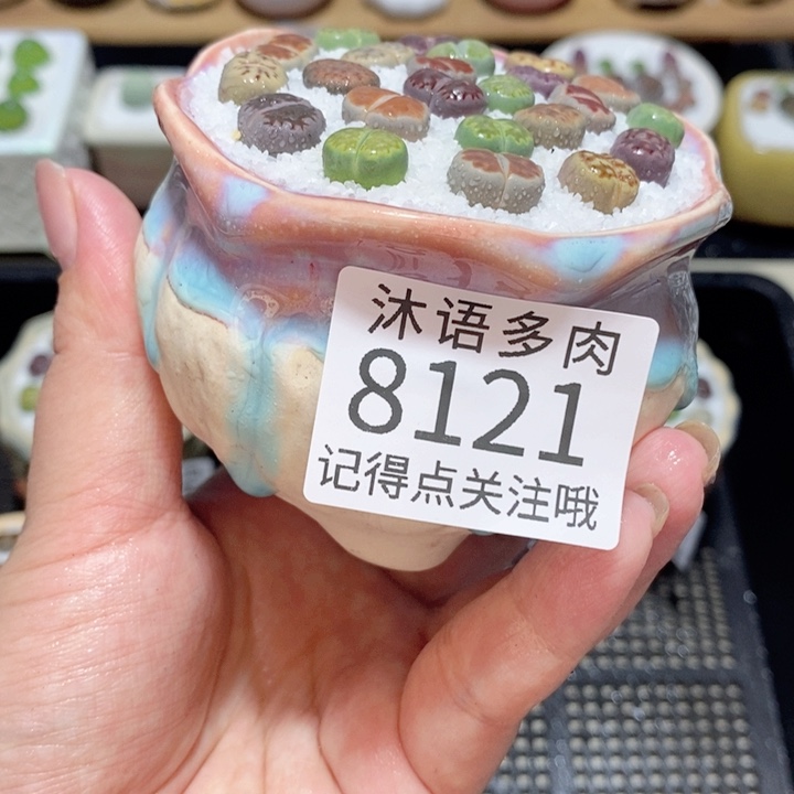 带盆土植物 精美盆栽8121