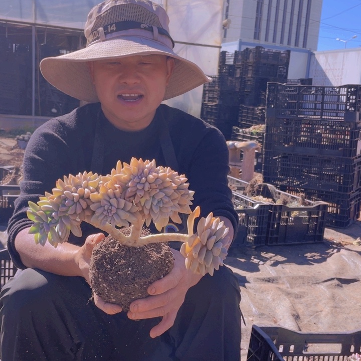 173淡雪缀化一物一拍